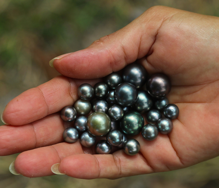 Vous les aimez grosses ou petites ? Il y a le choix sur place…© Daniel Pardon Vous les aimez grosses ou petites ? Il y a le choix sur place…© Daniel Pardon