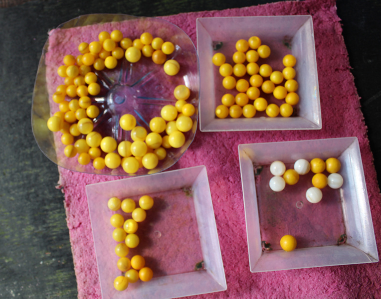 Ces petites billes jaunes sont les nucléus qui seront greffés dans les nacres. Ces petites billes jaunes sont les nucléus qui seront greffés dans les nacres.