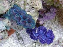 La pêche aux bénitiers, une activité régulée aux Tuamotu.