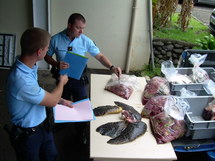 Fraude à la pêche de tortues marines: 6 personnes interpellées à Arue