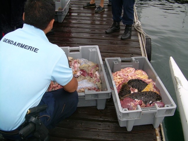 138 kg de viande de tortue ont été saisis!
