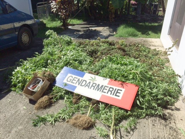 Les gendarmes ont détruit 136 plants de cannabis à Huahine et 287 à Papara