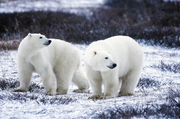 Canada: un chasseur inuit tué dans l'Arctique par un ours polaire