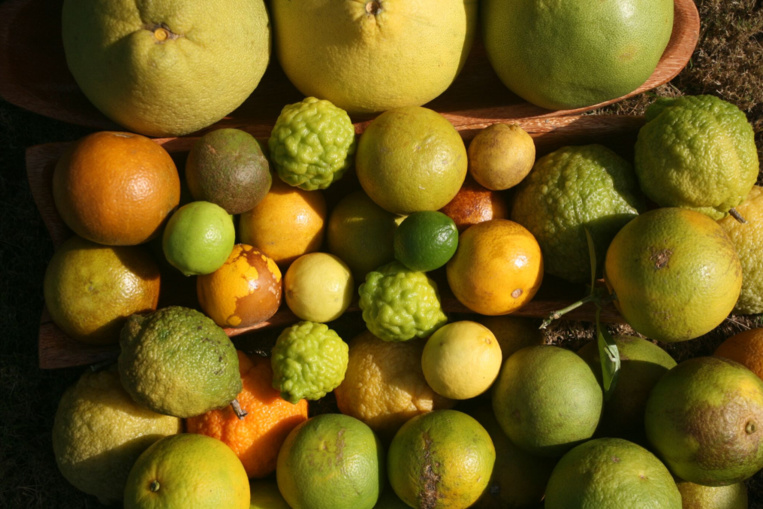 Carnet de voyage - Fruits colorés de Rurutu Carnet de voyage - Fruits colorés de Rurutu