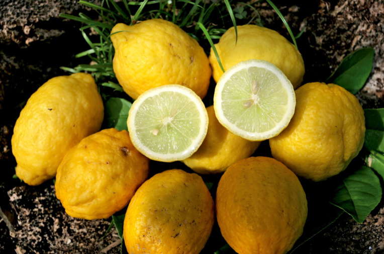 Carnet de voyage - Fruits colorés de Rurutu Carnet de voyage - Fruits colorés de Rurutu