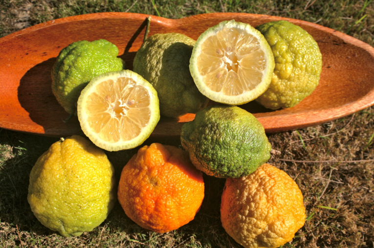 Carnet de voyage - Fruits colorés de Rurutu