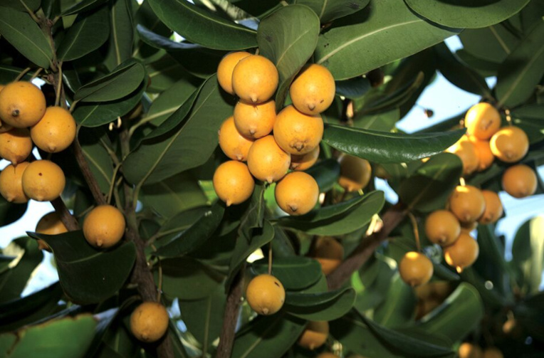 Carnet de voyage - Fruits colorés de Rurutu Carnet de voyage - Fruits colorés de Rurutu