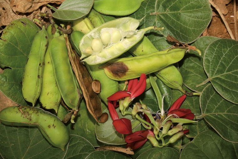 Carnet de voyage - Fruits colorés de Rurutu Carnet de voyage - Fruits colorés de Rurutu