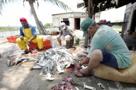 Des pêcheurs mexicains nettoient un requin marteau à Boca del Asadero.