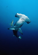 Le requin marteau, et d'autres espèces victimes de surpêche, seront protégés