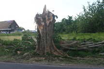 Raiatea, les abres victimes d'un élagage sauvage