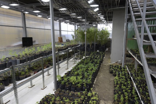 En Uruguay, premières gorgées d'un maté au cannabis En Uruguay, premières gorgées d'un maté au cannabis