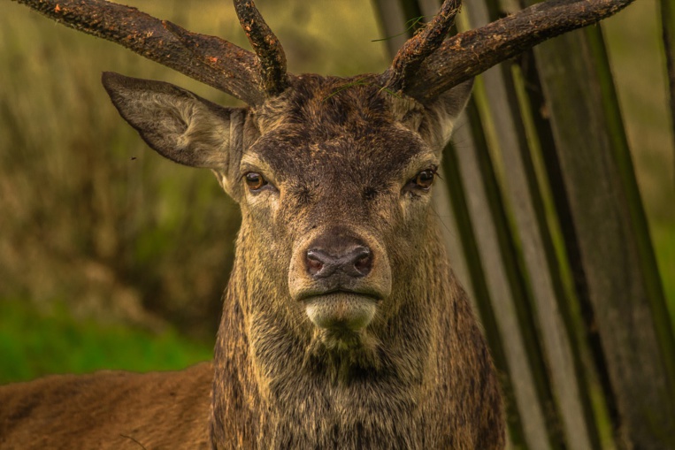 Appeau, tuyau ou coquillage: le brame du cerf a aussi son championnat Appeau, tuyau ou coquillage: le brame du cerf a aussi son championnat