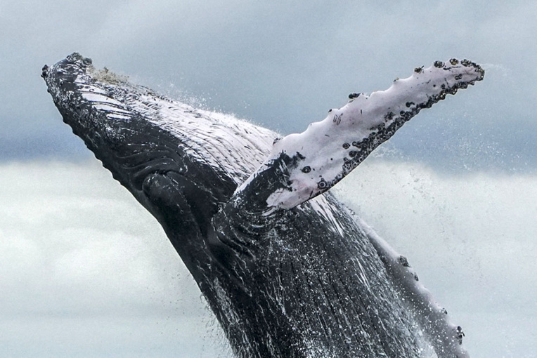 Au Brésil, bras de fer entre pro et anti-chasse à la baleine