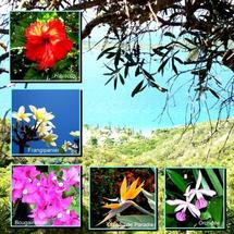 Les plantes de Nouvelle-Calédonie, émeraude planétaire