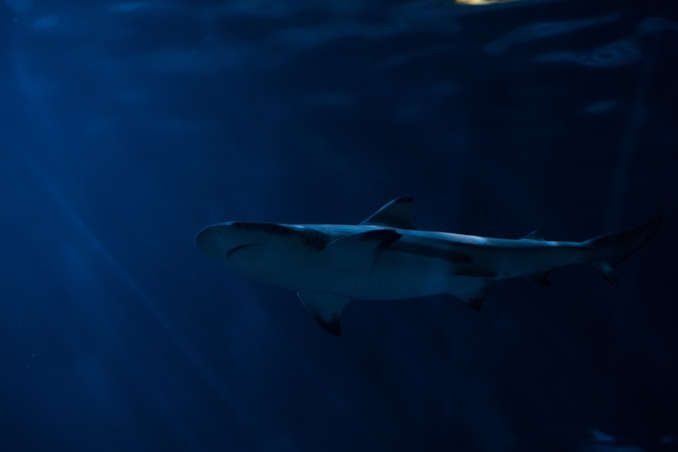 USA: rare attaque mortelle de requin dans le nord-est