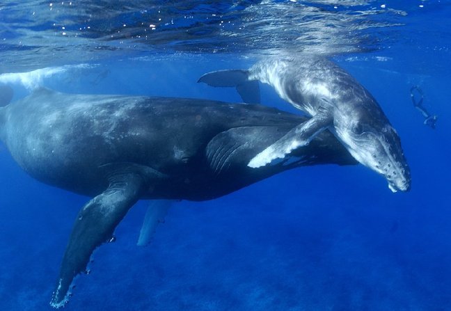 MOANA, rencontre avec la biodiversité sous-marine polynésienne.