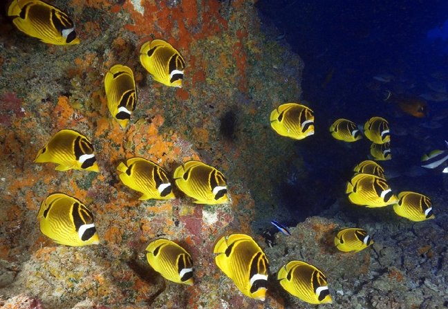 MOANA, rencontre avec la biodiversité sous-marine polynésienne.