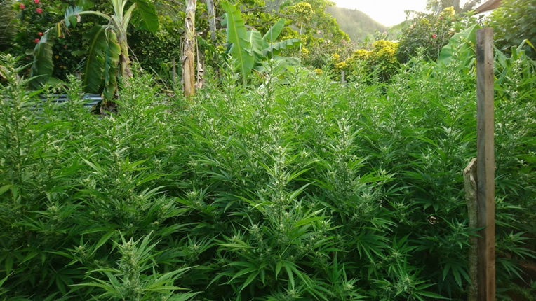 Nouvelles saisies de plants de paka à Huahine et Punaauia