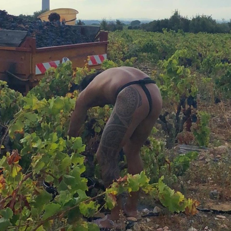 Les photos de Teauahi Roura en pleine vendange font le buzz Les photos de Teauahi Roura en pleine vendange font le buzz