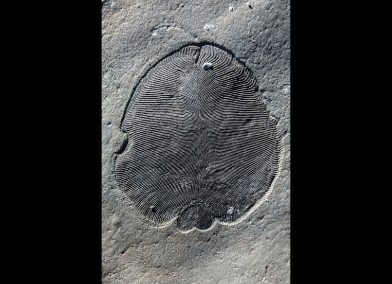 Le plus ancien animal sur Terre était ovale et plat, il y a 558 millions d'années