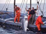 2009, année record pour la capture de thons dans le Pacifique