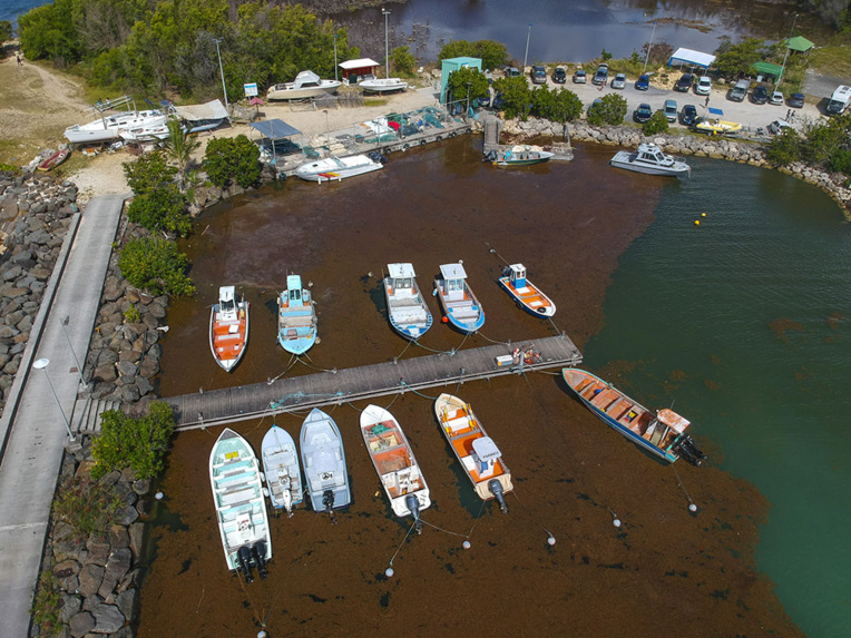 Antilles: une plainte visant l'Etat dénonce ses insuffisances face à la crise des sargasses