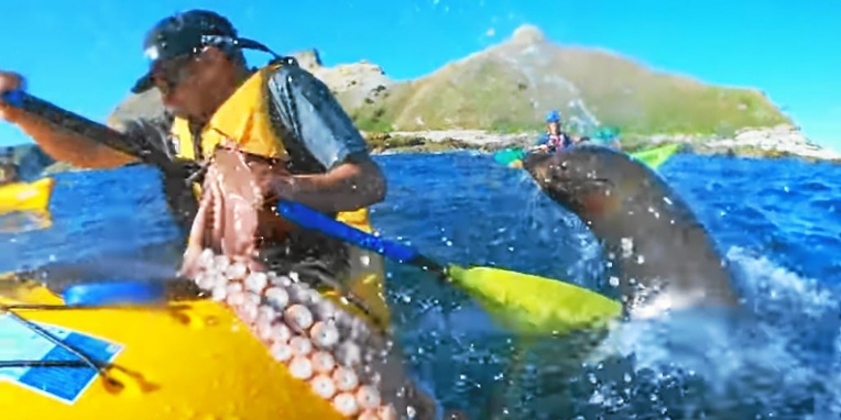 Tiens, prend ça! Une otarie gifle un kayakiste avec un poulpe Tiens, prend ça! Une otarie gifle un kayakiste avec un poulpe