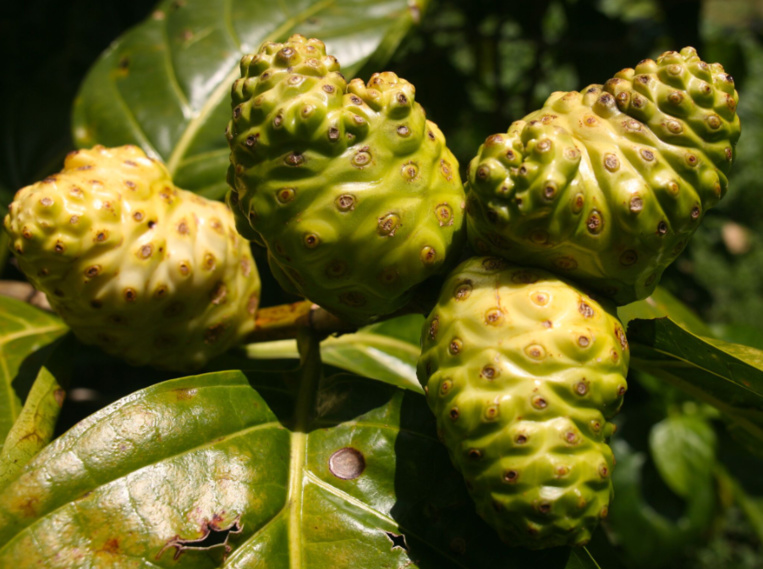Morinda citrifolia. La pomme-chien (nono, noni) est une plante tinctoriale, mais aussi médicinale qui était indispensable aux tradipraticiens. Morinda citrifolia. La pomme-chien (nono, noni) est une plante tinctoriale, mais aussi médicinale qui était indispensable aux tradipraticiens.