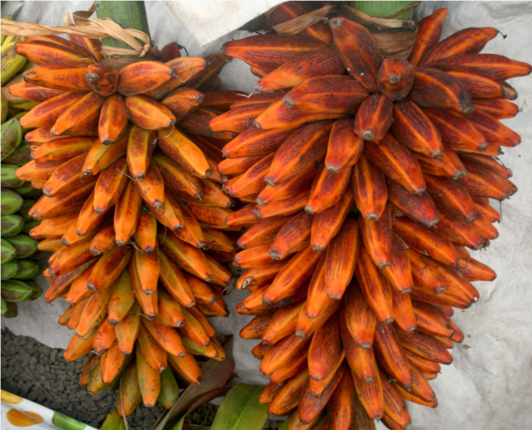Musa troglodytarum. Le plantain de montagne (fe’i) a été amené sur les grands va’a des premières migrations et s’est adapté aux îles hautes. Musa troglodytarum. Le plantain de montagne (fe’i) a été amené sur les grands va’a des premières migrations et s’est adapté aux îles hautes.