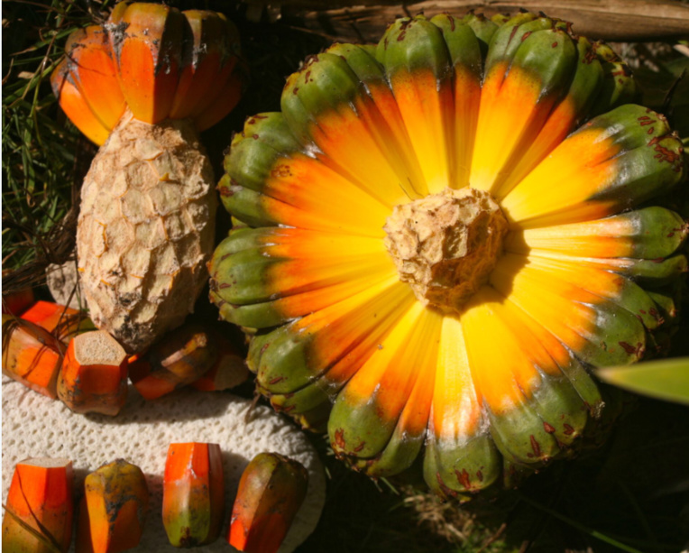 Pandanus tectorius. Le pandanus (fara) est devenu une plante indispensable pour le tressage ; son fruit était également consommé dans les périodes de disette.