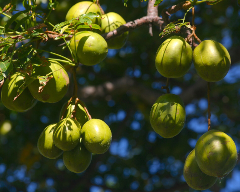 Spondias dulcis. La prune de Cythère (vi Tahiti) a été largement remplacée en tant que fruit par la mangue lors de son introduction par les Européens.