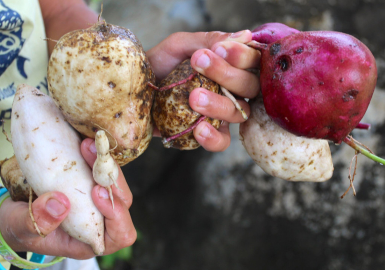 Ipomoea batatas. L’origine sud-américaine de la patate douce (‘umara en tahitien, kumara en quechua) ne fait plus aucun doute. Mais qui l’a introduite dans nos îles ?