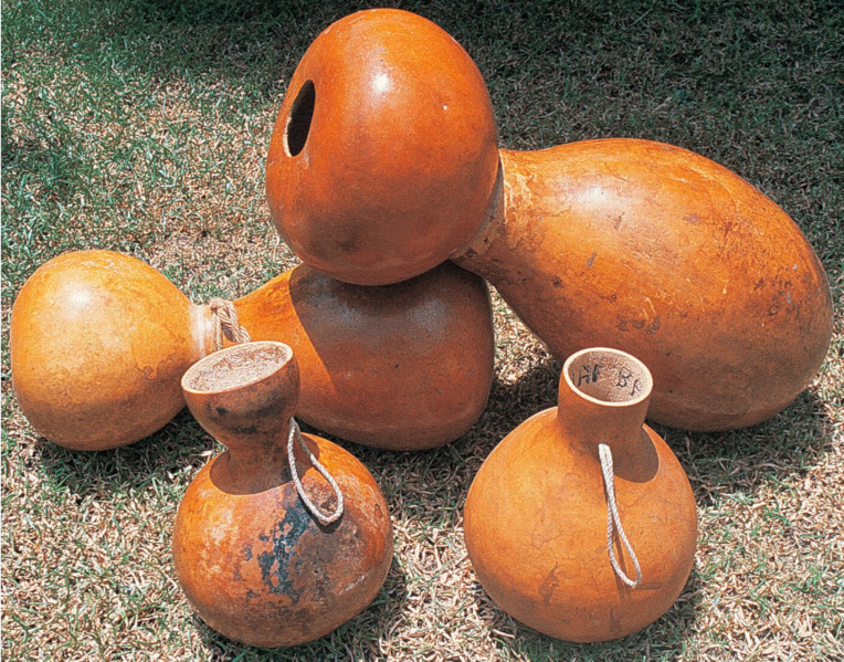 Lagenaria siceraria. La calebasse (hue) aux multiples usages et, elle aussi, une plante d’origine américaine. Là encore, sont-ce les Polynésiens qui sont allés la chercher, ou est-ce une expédition « indienne » qui l’a amenée chez nous ? Lagenaria siceraria. La calebasse (hue) aux multiples usages et, elle aussi, une plante d’origine américaine. Là encore, sont-ce les Polynésiens qui sont allés la chercher, ou est-ce une expédition « indienne » qui l’a amenée chez nous ?