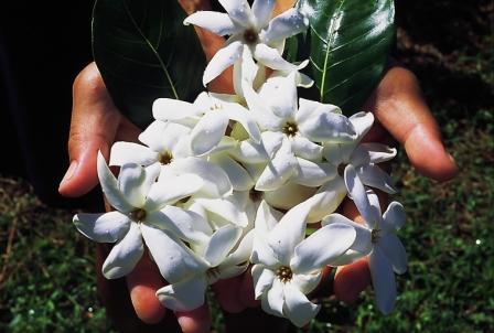 Le Monoï de Tahiti®, un trésor culturel, mais aussi un vrai atout économique