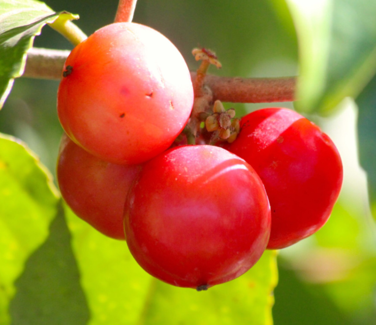 Carnet de voyage - Curiosités de la foire agricole Carnet de voyage - Curiosités de la foire agricole