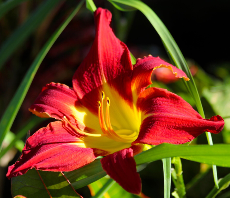 Carnet de voyage - Curiosités de la foire agricole Carnet de voyage - Curiosités de la foire agricole