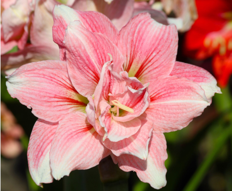 Carnet de voyage - Curiosités de la foire agricole Carnet de voyage - Curiosités de la foire agricole