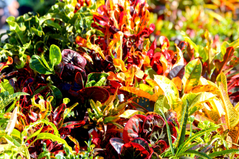 Carnet de voyage - Curiosités de la foire agricole Carnet de voyage - Curiosités de la foire agricole