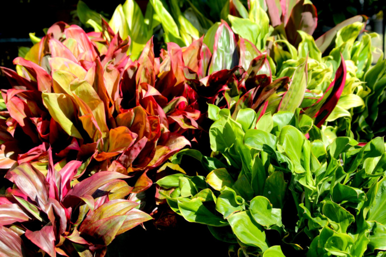 Carnet de voyage - Curiosités de la foire agricole Carnet de voyage - Curiosités de la foire agricole