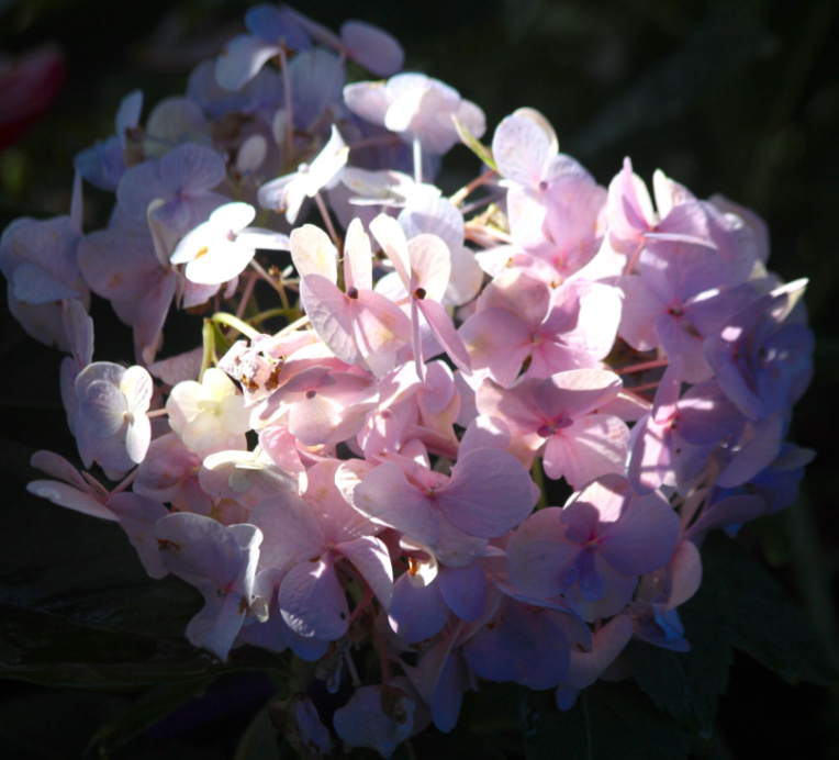 Carnet de voyage - Curiosités de la foire agricole Carnet de voyage - Curiosités de la foire agricole