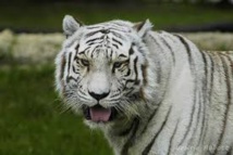 Japon: un gardien de zoo tué par un tigre blanc