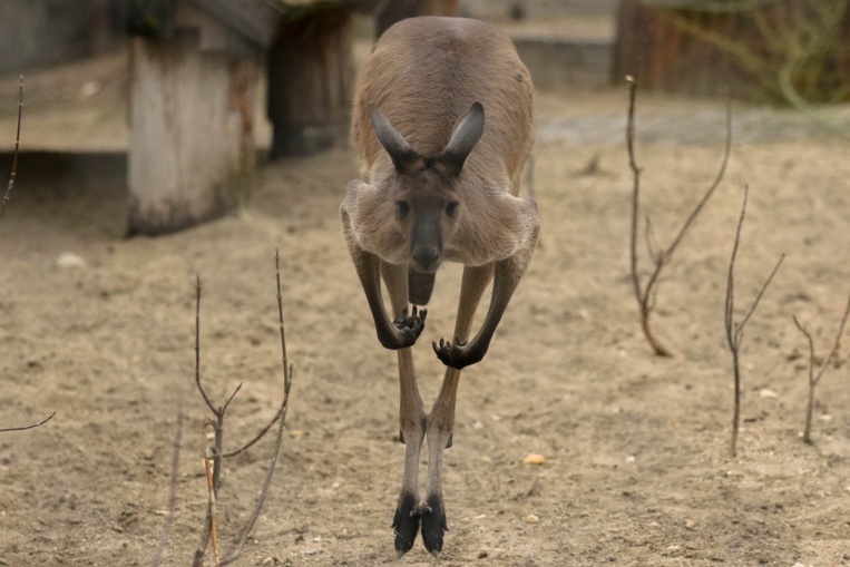 Australie: un kangourou blesse trois personnes