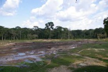 Dans la forêt tropicale de Porto Rico, les insectes apparemment décimés Dans la forêt tropicale de Porto Rico, les insectes apparemment décimés