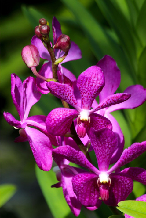 Le mot orchidée vient du grec « orchis », signifiant « testicule », la forme que certains tubercules de ces plantes auraient.