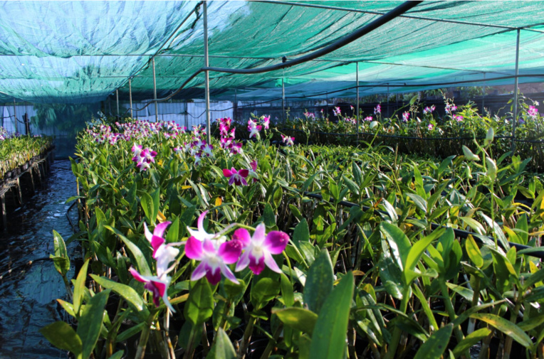 Pour produire une tige fleurie d’orchidée, il faut compter deux années de soins et de patience. Pour produire une tige fleurie d’orchidée, il faut compter deux années de soins et de patience.