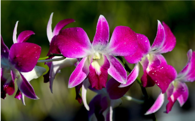 A Tahiti, le marché est dominé par la fleur coupée, les acheteurs d’orchidées en pots étant finalement assez peu nombreux. Ici des fleurs de dendrobium. A Tahiti, le marché est dominé par la fleur coupée, les acheteurs d’orchidées en pots étant finalement assez peu nombreux. Ici des fleurs de dendrobium.