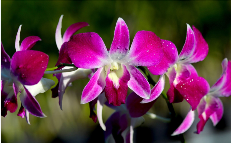 A Tahiti, le marché est dominé par la fleur coupée, les acheteurs d’orchidées en pots étant finalement assez peu nombreux. Ici des fleurs de dendrobium.