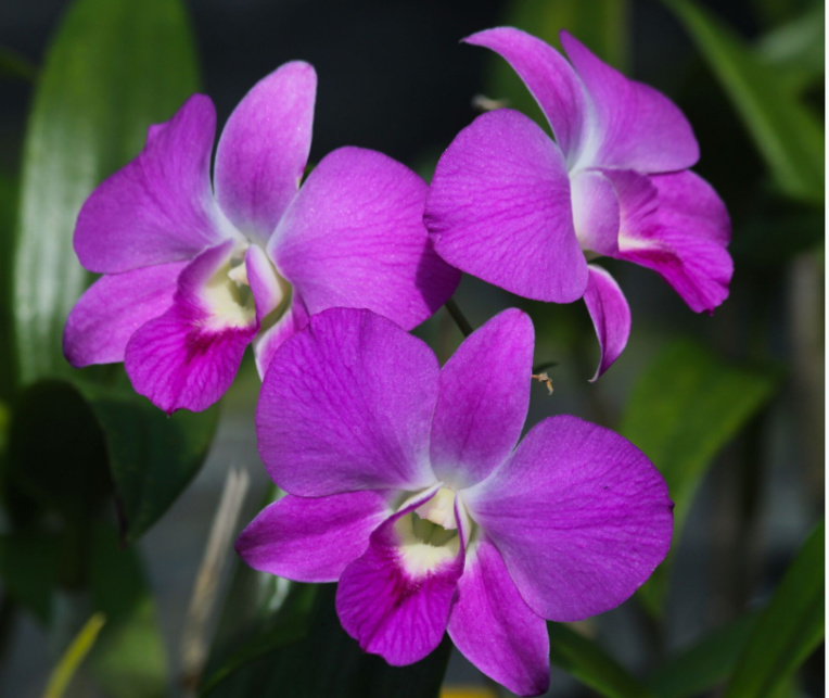 Beau dendrobium hésitant entre le rose et le violet.