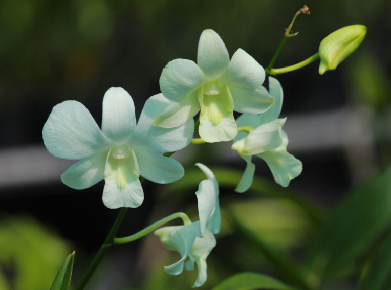 Dendrobium blanc immaculé, idéal pour les bouquets de mariés. Dendrobium blanc immaculé, idéal pour les bouquets de mariés.